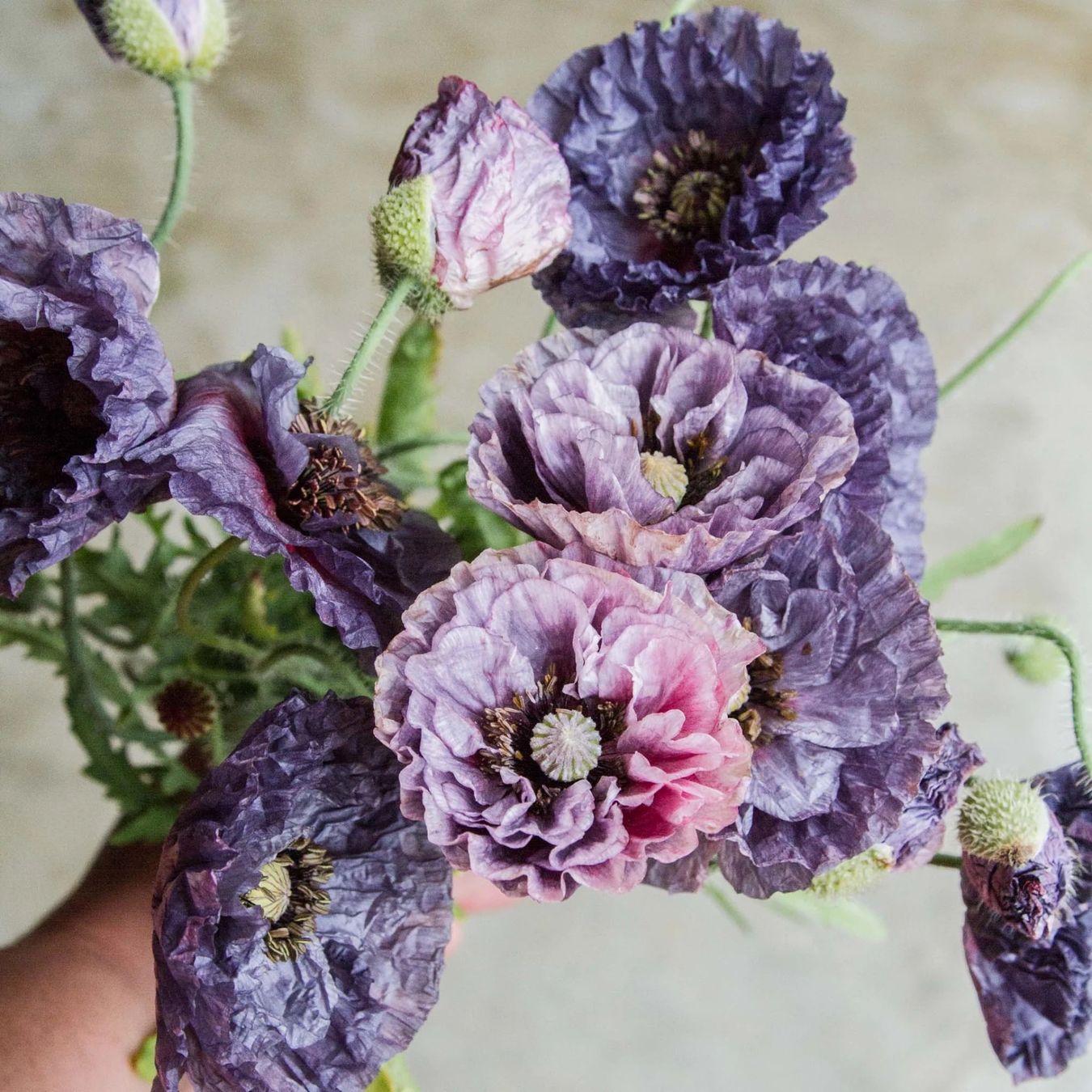 Piante & sementi: 300 Samen Mohn AMAZING GREY Seidenmohn – Nuovo (secondo la descrizione) da Ehrendingen venduto da VerveinaSamen 7