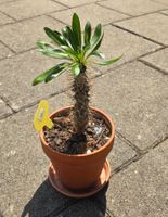 Madagaskarpalme (Pachypodium lamerei) im Tontopf