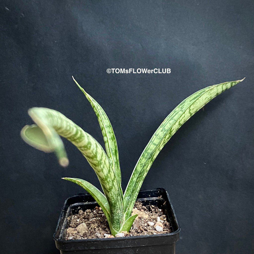 Piante & sementi: Sansevieria Crocodile Rock - 100% Bio-Anzucht – Nuovo e nell'imballaggio originale da Adliswil venduto da astom369 3