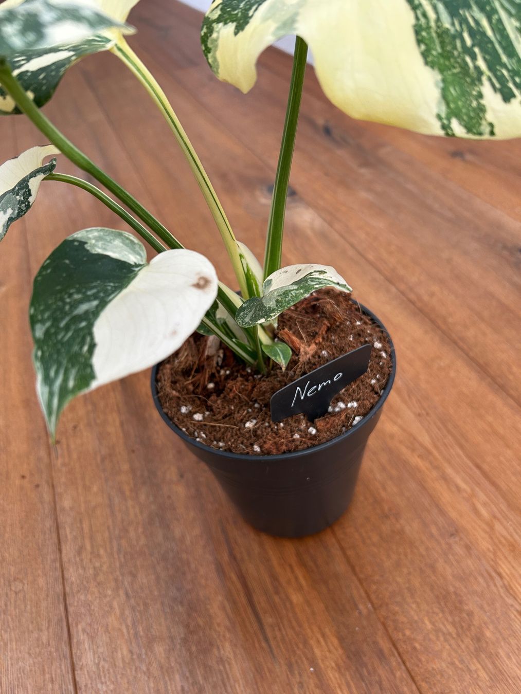 Piante & sementi: Monstera Thai Constellation💚 – Usato da Wattwil venduto da Mikesplantshop 3