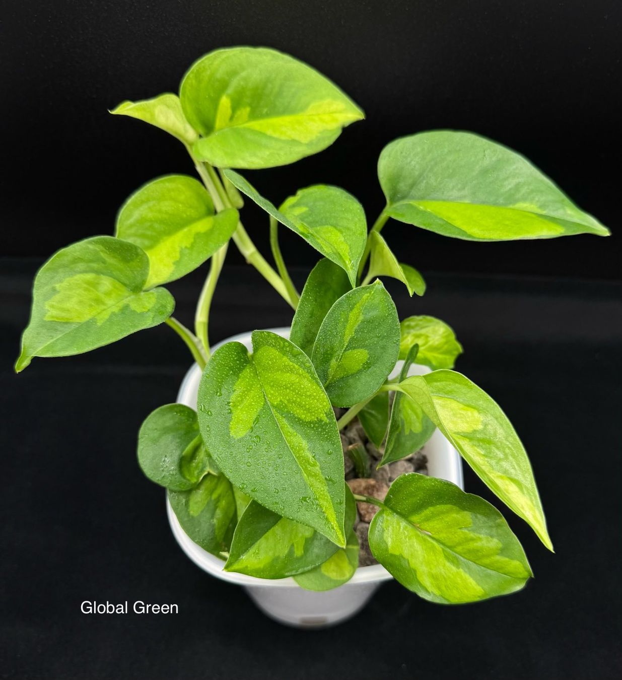 Piante & sementi: Epipremnum aureum 'Global Green' in Semihydro – Nuovo (secondo la descrizione) da Bühler venduto da googelibear