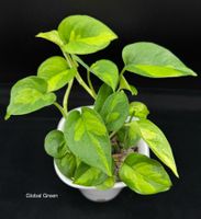 Epipremnum aureum 'Global Green' in Semihydro