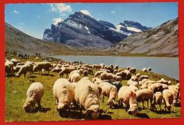 Walliserschafe am Daubensee 1966