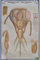 Schulwandbild Biologie / Zoologie Gliedertiere  Litho