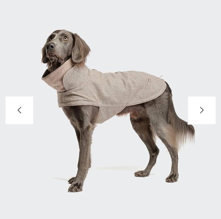 Abbigliamento: Cloud 7 Hundemantel – Usato da Basel venduto da aganz
