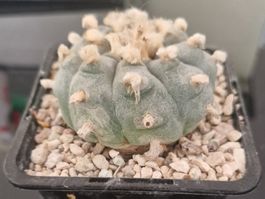 Lophophora Sp. GM 594.4, Nuevo Leon (El Carmen, 2070 m)