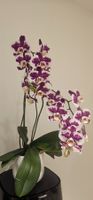 Grosse Orchidee Phalaenopsis in Top-Zustand