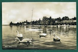 Rolle, le Port avec des Cygnes, ungelaufen