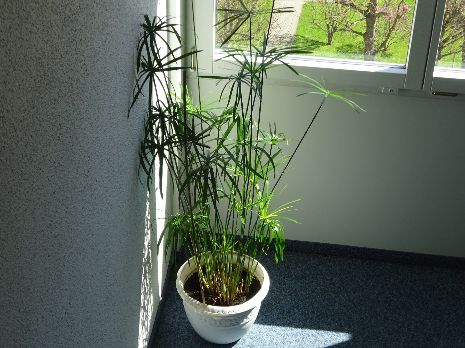 Piante & sementi: PAPYRUS ** ZYPERGRAS ** LUFTREINIGEND – Usato da Luzern venduto da xrayspex99