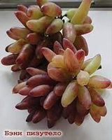 Vigne RARE (Var. Beni Pizutello) BOUTURE