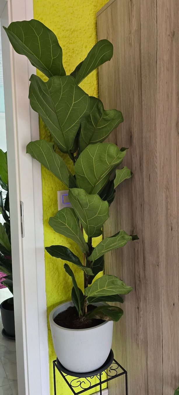 Plantes & graines: Geigenfeige der Sorte 'Bambino – Neuf (Voir description) à Aarburg par Glitzerzauber