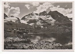 BERNINAPASS Wollgras-See - Hirte und Kühe