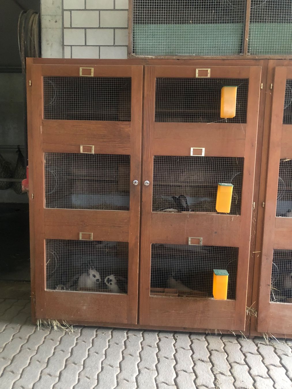 Cages, transport & sécurité: Kaninchenstall – D'occasion à Buchs LU par Diarella 2