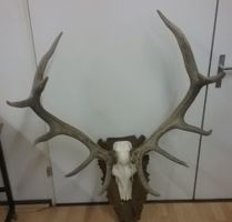 KAPITALER KARPATENHIRSCH KRONER -ZWÄLFER