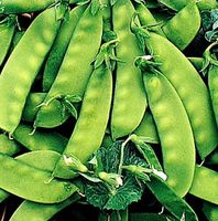 Ab 5.- 10 Samen  Zuckerschote MANGETOUT / PISUM SATIVUM‪‪
