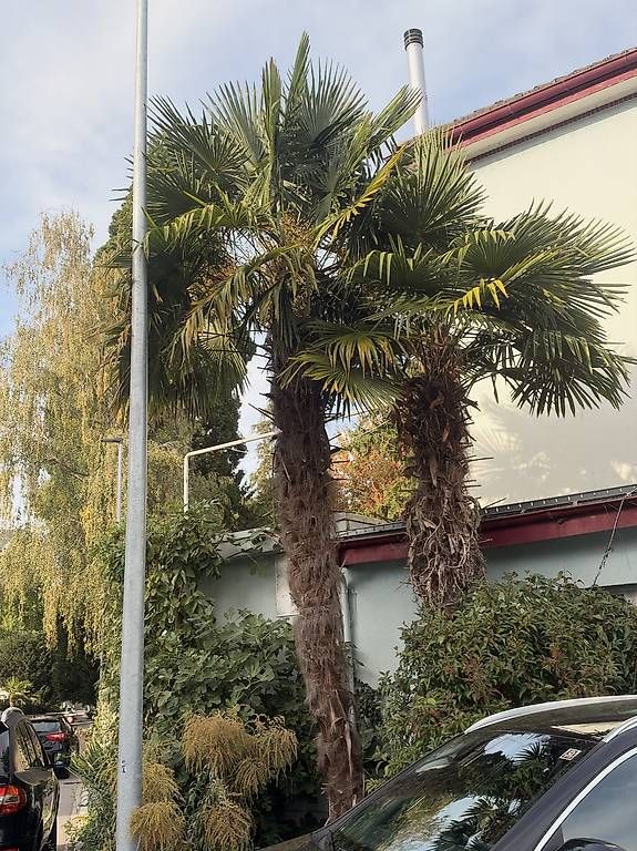 Plantes & graines: Palmen – D'occasion à Arbon par bar_98rw 1