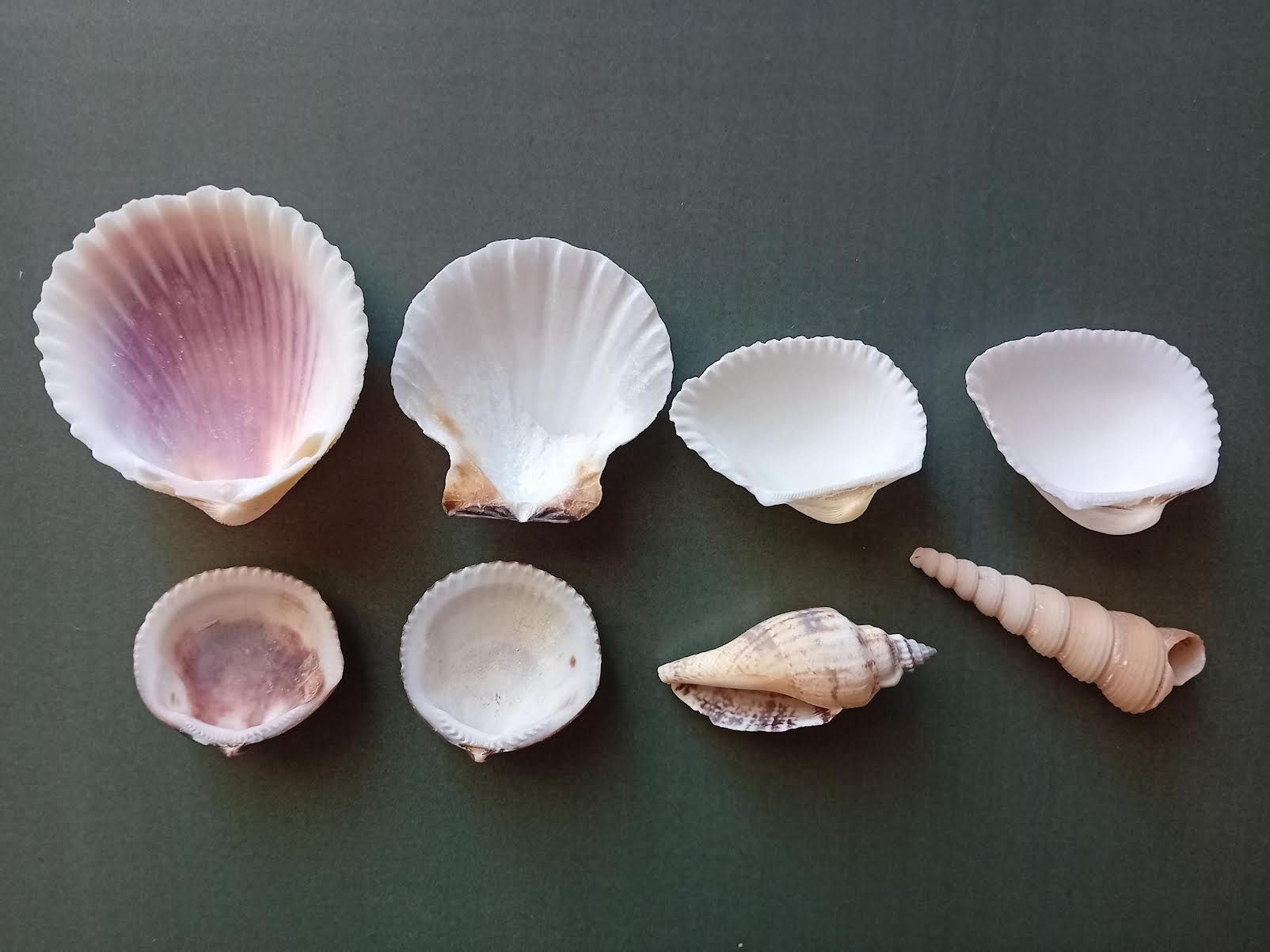 Fossili: Muscheln 8 Stück verschiedene Sorten – Nuovo (secondo la descrizione) da Salez venduto da Robe12 2