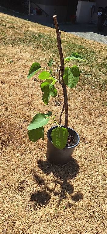 Piante & sementi: Feigenbaum – Usato da Madiswil venduto da Oleander2