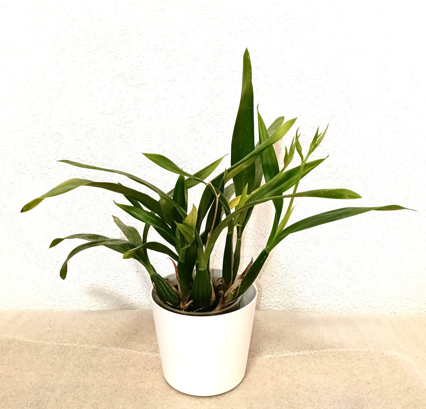 Piante & sementi: Encyclia Cochleata – Nuovo (secondo la descrizione) da schöftland venduto da UniquePlants