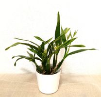 Encyclia Cochleata