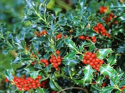 Piante & sementi: Houx 'Alaska'   (2 plants) – Nuovo (secondo la descrizione) da Bremblens venduto da FIBONACCI369 2