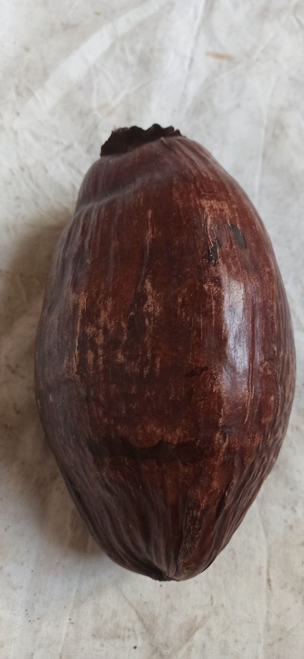 Tutte le decorazioni: Fruit séché forme ovale couleur brune, objet de décoration – Usato da Leysin venduto da mostroboy 2