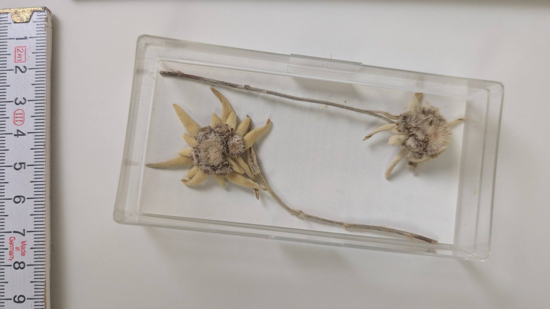 Tutte le decorazioni: Echte Edelweissblumen, getrocknet im Kästchen, selten! – Usato da Zürich venduto da axolottchen 6