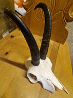 Gamsbock