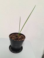 Winterharte Zwergpalmen (Chamaerops humilis)