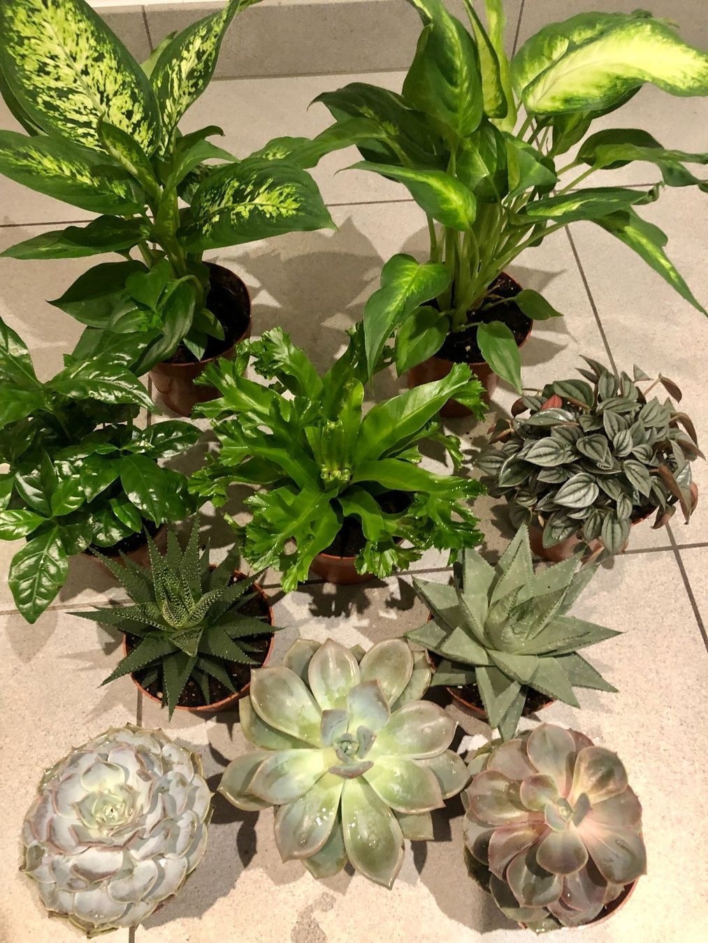Pflanzen & Samen: 10 STK Sammlung von Pflanzen 10-30cm – Neu und originalverpackt aus Rovio von POSITIFFARTandPLANTS 1