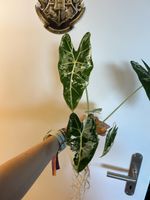 Alocasia Frydek Variegata - mittelgross