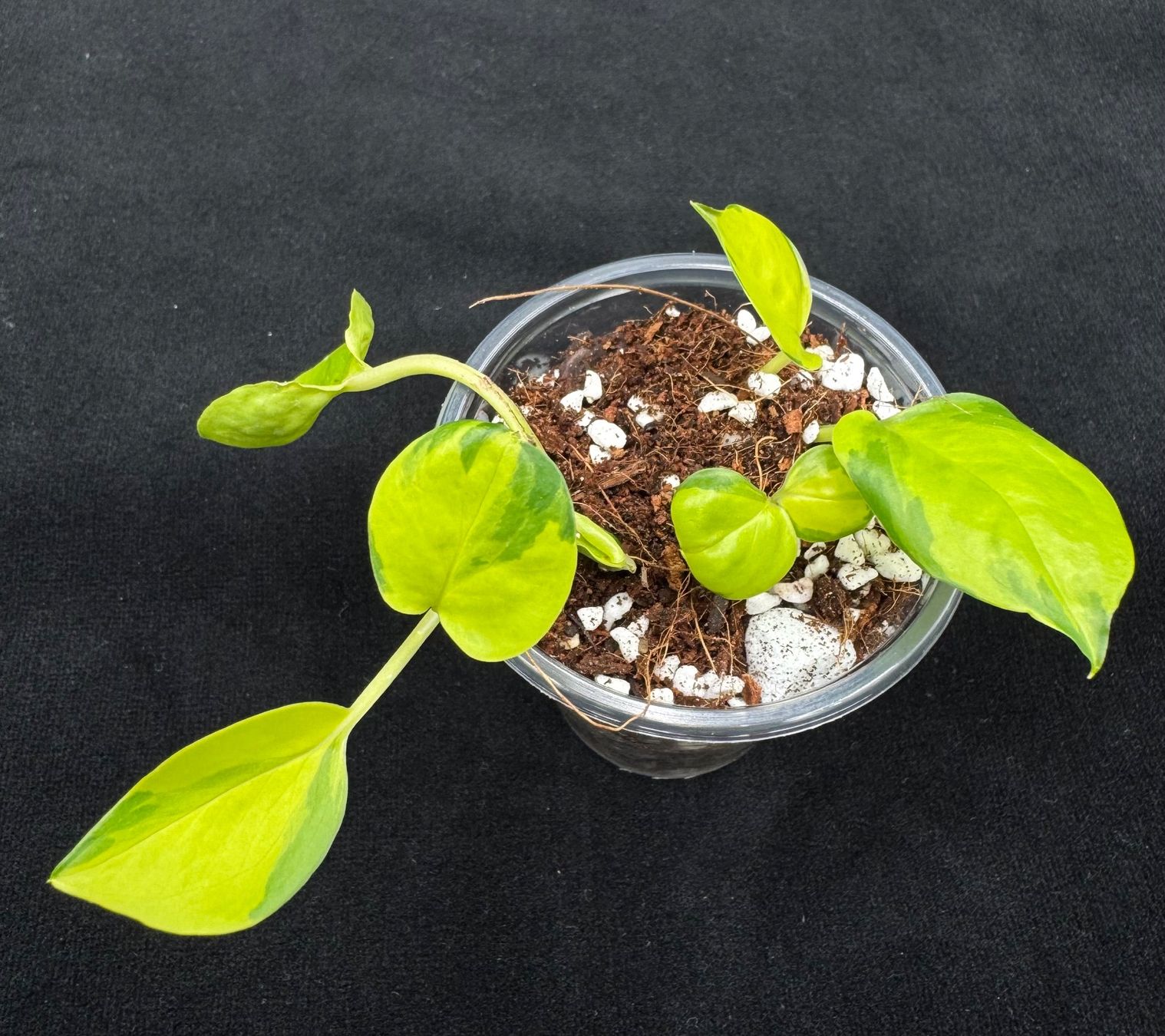 Plantes & graines: Epipremnum aureum 'Neon Joy' – Neuf (Voir description) à Bühler par googelibear 1