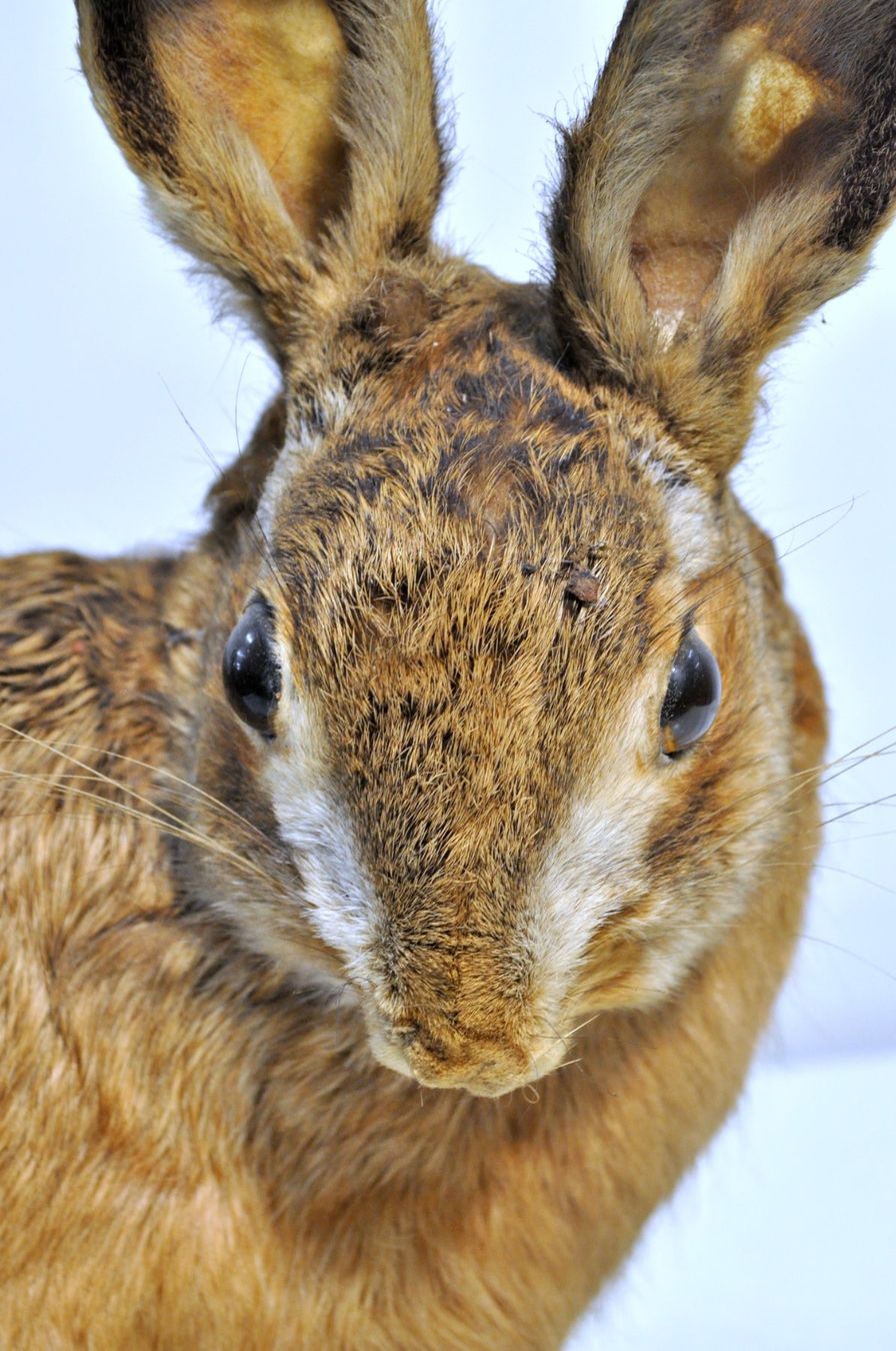 Welt der Tiere: Lièvre naturalisé – Gebraucht aus Neuchâtel von Neuchatel 6