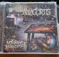 Amagortis Intrinsic Indecency