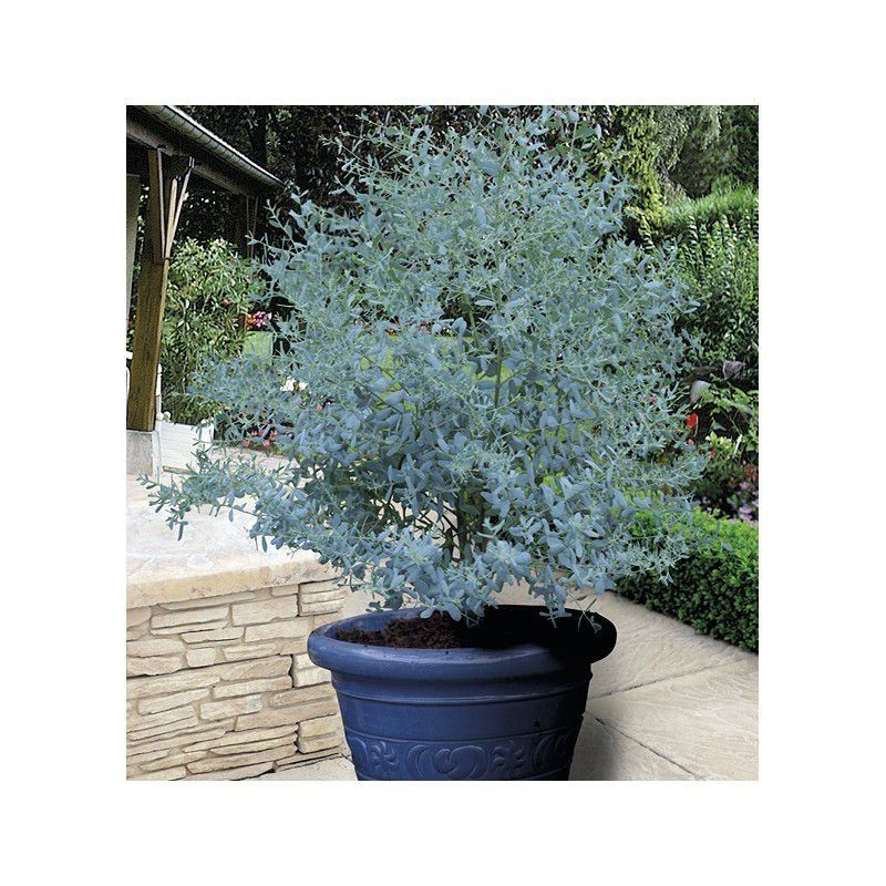 Piante & sementi: Eucalyptus 'France Bleu' 15-20cm – Nuovo (secondo la descrizione) da Bremblens venduto da FIBONACCI369