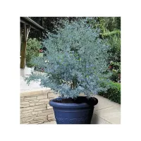 Eucalyptus 'France Bleu' 15-20cm