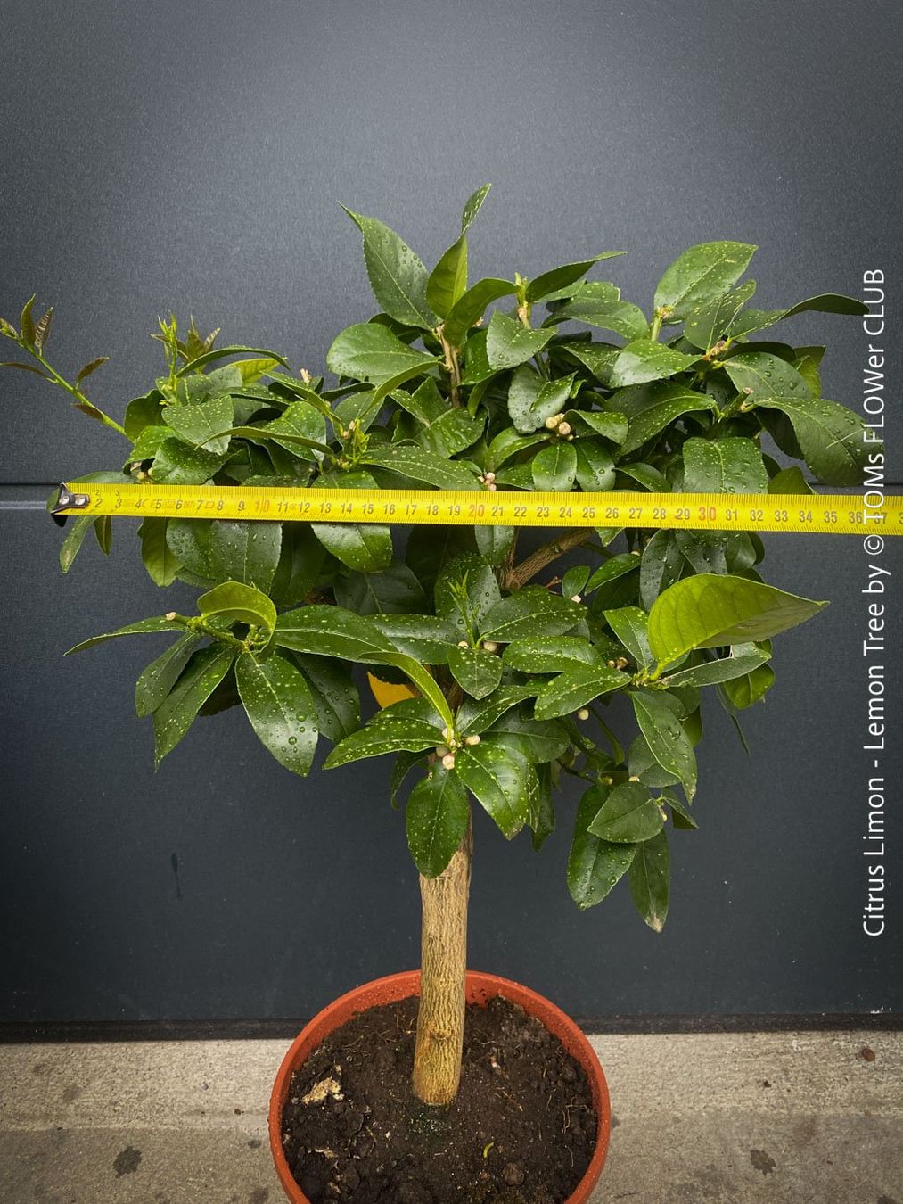Pflanzen & Samen: Citrus Limon - Zitronenbaum - rund 70cm Bäumchen – Neu und originalverpackt aus Adliswil von astom369 4