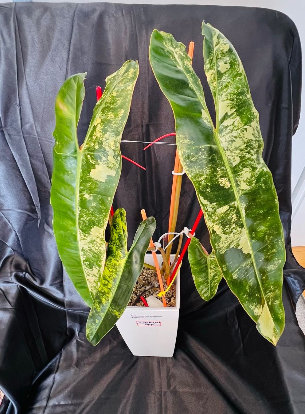 Piante & sementi: Philodendron Billietiae variegated – Usato da Zofingen venduto da Erfolg1957