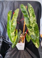 Philodendron Billietiae variegated