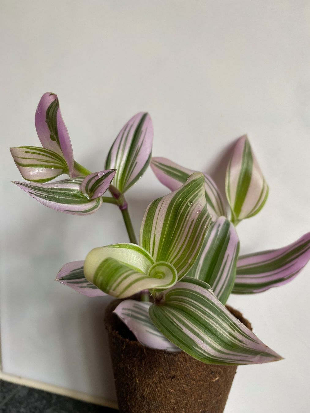 Piante & sementi: Tradescantia blossfeldiana Nanouk – Nuovo (secondo la descrizione) da Winterthur venduto da Aniger 1