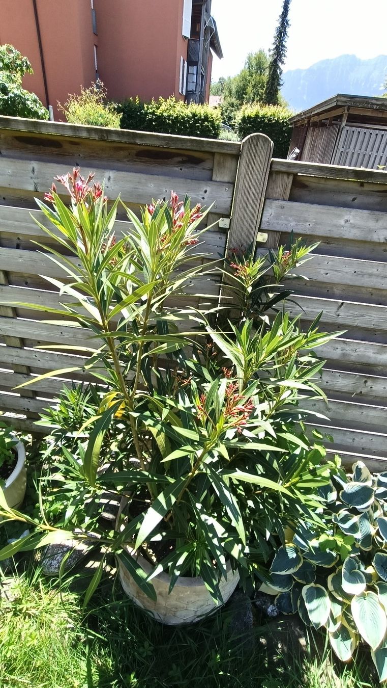 Piante & sementi: Oleander dunkelrot, in grossem Keramiktopf – Usato da Steffisburg venduto da tut_s28q 2