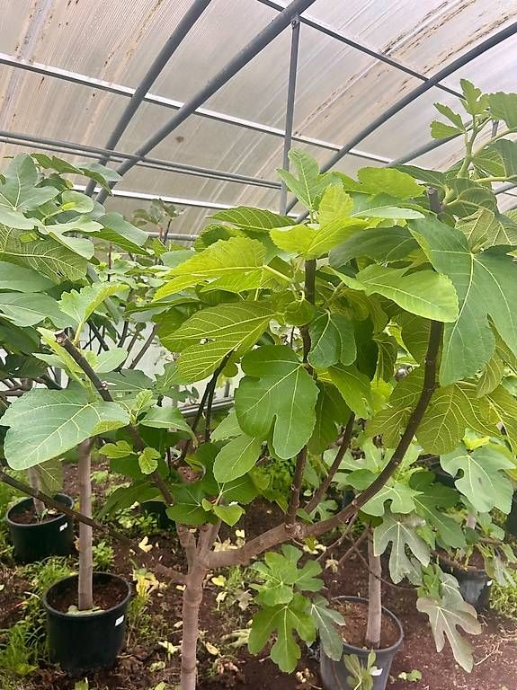 Pflanzen & Samen: Feigenbaum Gr. L - Versand möglich – Neu (gemäss Beschreibung) aus Zuckenriet von Thur_Plant 2