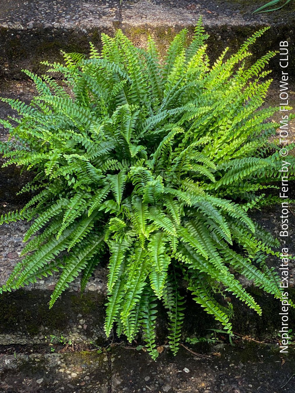 Pflanzen & Samen: Nephrolepis Exaltata - Bostonfarn mit 70cm Durchmesser – Neu und originalverpackt aus Adliswil von astom369