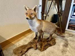 Magnifique renard empaillé naturalisé 