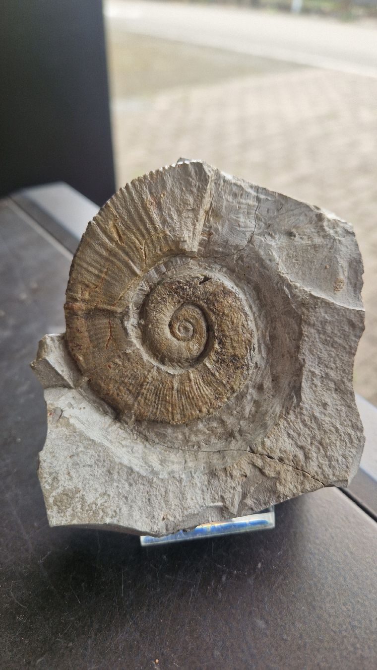 Fossilien: Ammoniten aus Frankreich  – Neu und originalverpackt aus Niederhasli von rehauge01 4