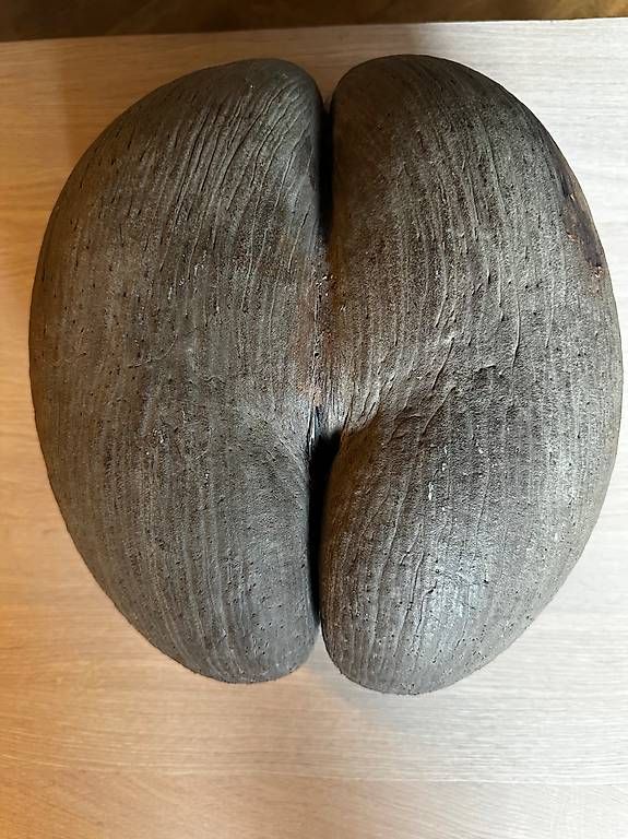 Alle Dekorationen: COCO DE MER – Gebraucht aus Aathal-Seegräben von rom_cg7q 4
