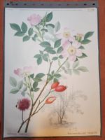 Schulwandbild Heckenrose - rosa canina mit Begleitheft