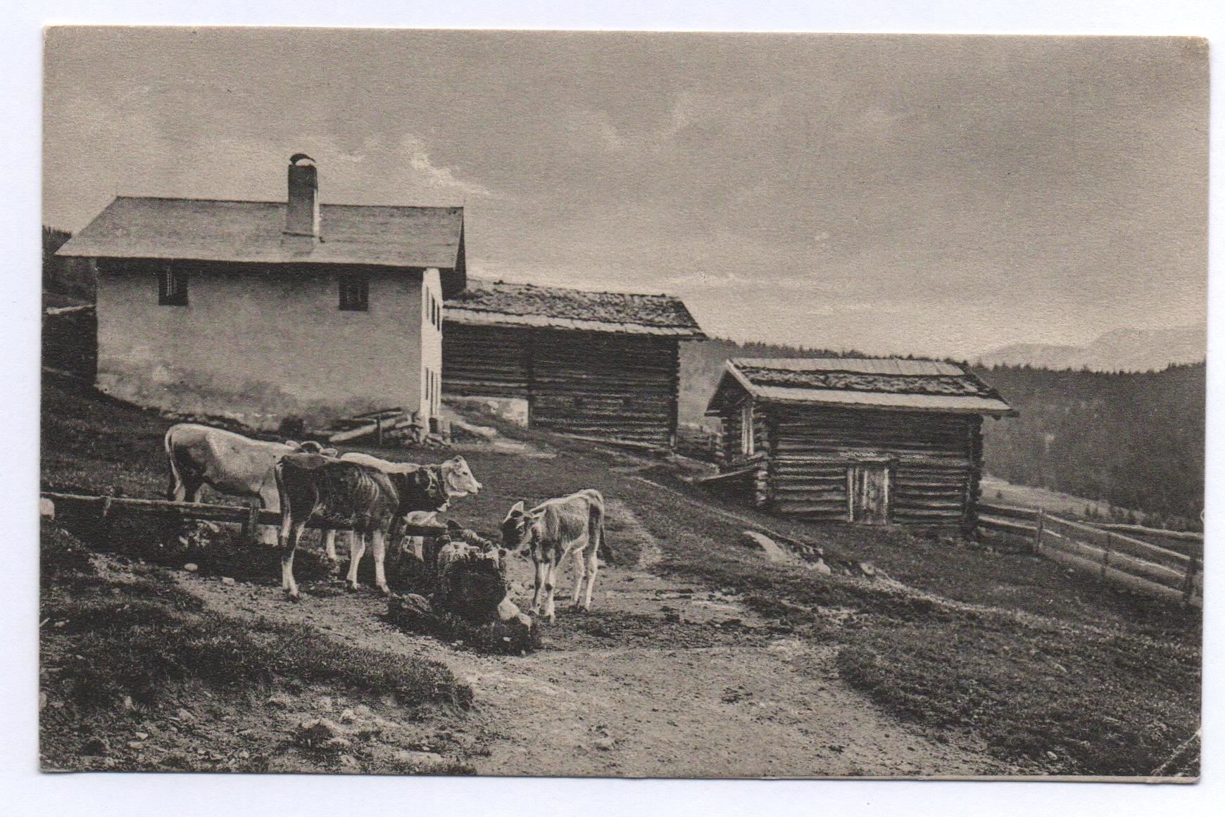 Cartoline postali: ALVANEU Maiensäss - Kälber auf der Alp – Usato da Jona venduto da philajona