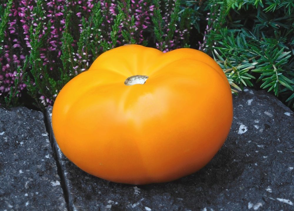 Piante & sementi: 20 Samen BRANDYWINE YELLOW Tomate – Nuovo (secondo la descrizione) da Ehrendingen venduto da VerveinaSamen 4