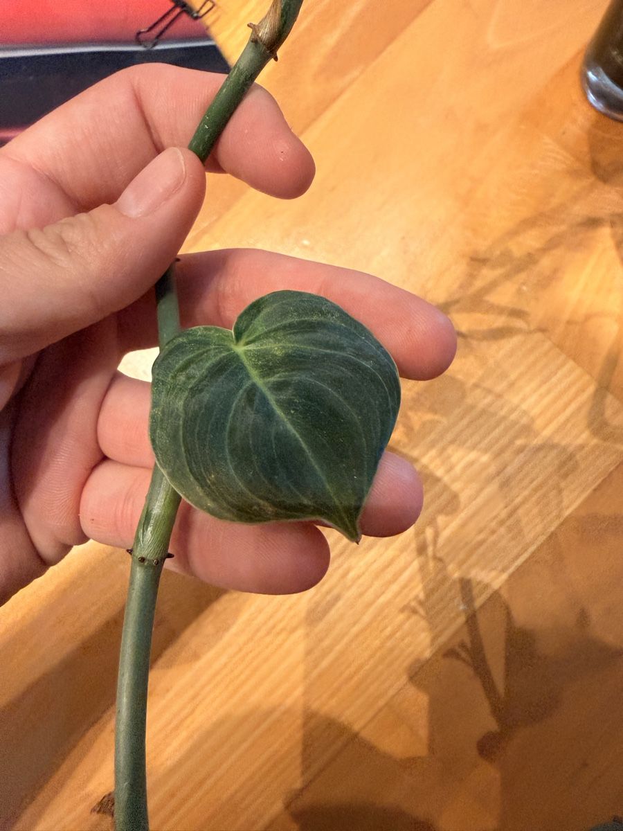 Pflanzen & Samen: Philodendron Melanochrysum – Defekt aus Rafz von jca_98p5